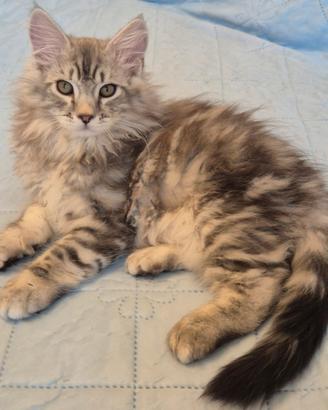gattini siberiani 