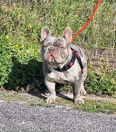 Stallone/Monta Lilac Merle n/bs Bulldog Francese