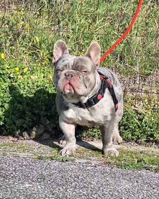 Stallone/Monta Lilac Merle n/bs Bulldog Francese