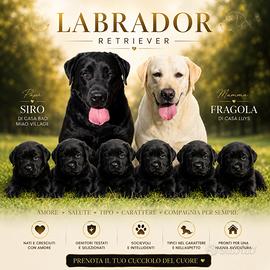 Labrador retriever di alta genealogia