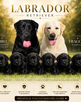 Labrador retriever di alta genealogia