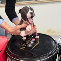 Halmstaff-American Staffordshire