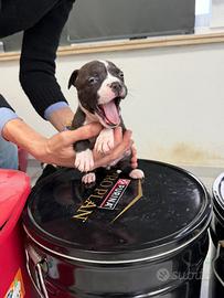 Halmstaff-American Staffordshire