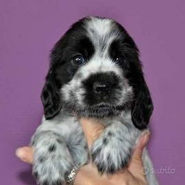 Coker spaniel nano