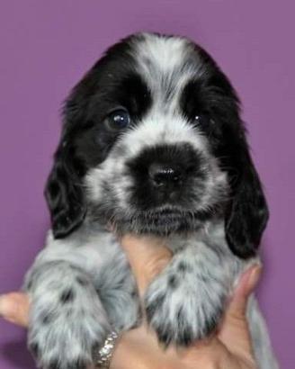 Coker spaniel nano