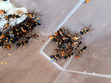 Large milkweed bug, Oncopeltus fasciatus