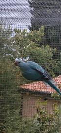 parrochetti dal collare 