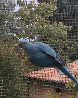 parrochetti dal collare 