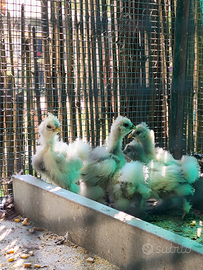 Moroseta galline pulcini