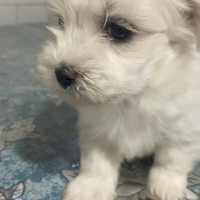 Cucciola di Maltese, mini toy