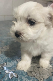 Cucciola di Maltese, mini toy