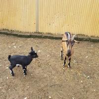 Capra tibetana camosciata con piccola