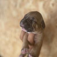 Pitbull ukc