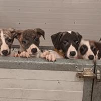 2 splendidi dolcissimi cuccioli maschi whippet