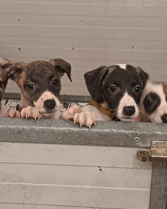 1 splendido dolcissimi cucciolio maschio whippet