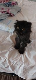Gatto persiano ipertipico