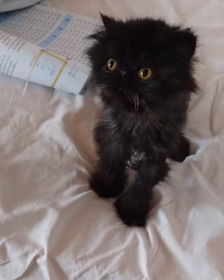 Gatto persiano ipertipico