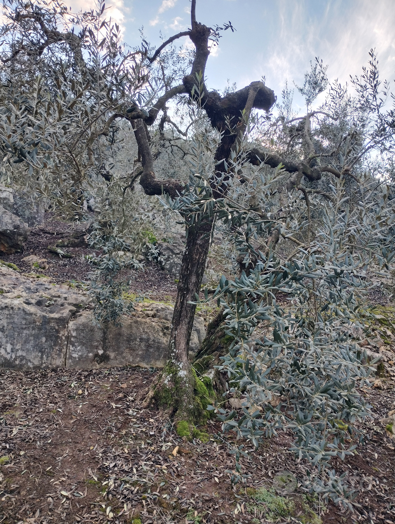Uliveto (100 piante) a Sonnino - Altro