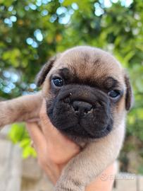 Bulldog francese*PREZZO BOMBA"