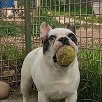 Bulldog francese cucciolone