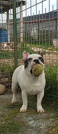 Bulldog francese cucciolone