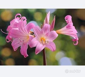 Bulbi giglio belladonna Amarillys rosa