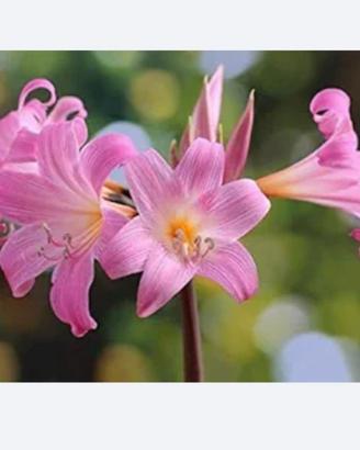 Bulbi giglio belladonna Amarillys rosa
