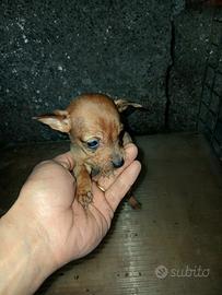 Cuccioli di pinscher