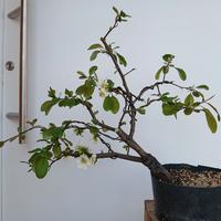 bonsai chanomeles