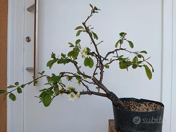 bonsai chanomeles