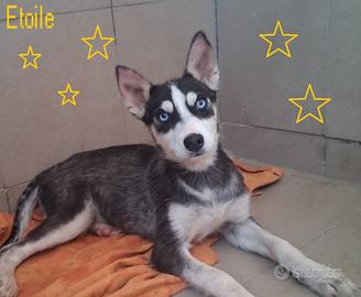 ETOILE cucciola mix husky