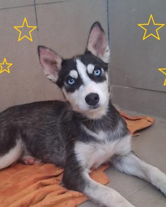 ETOILE cucciola mix husky