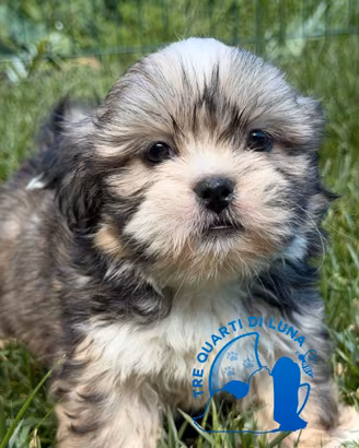 Tre Quarti di Luna Barboncino Maltipoo Lhasa Apso