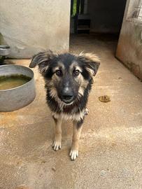 Adozione gratuita Tex