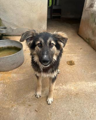 Adozione gratuita Tex