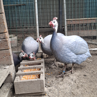 Uova di faraona azzurra Ghigi e paonata