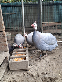 Uova di faraona azzurra Ghigi e paonata