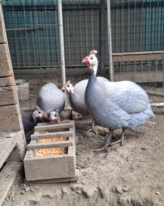 Uova di faraona azzurra Ghigi e paonata