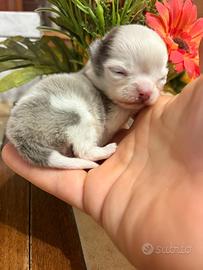 Chihuahua super micro