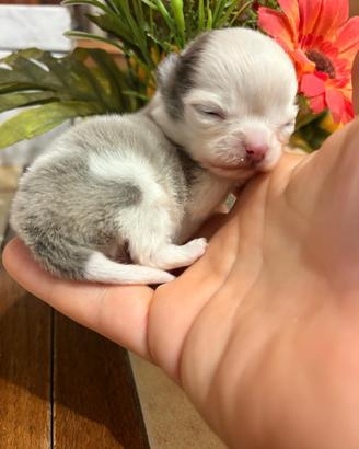 Chihuahua super micro