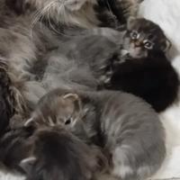 Maine Coon cuccioli