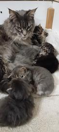 Maine Coon cuccioli
