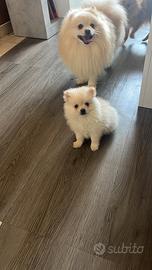 Volpino di Pomerania