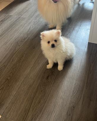 Volpino di Pomerania