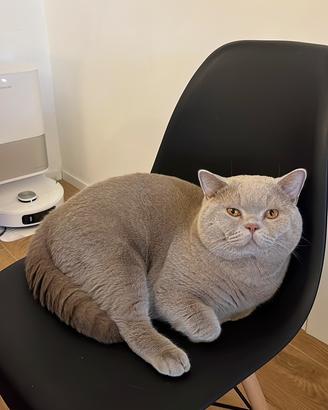 Disponibile per monta British Shorthair maschio