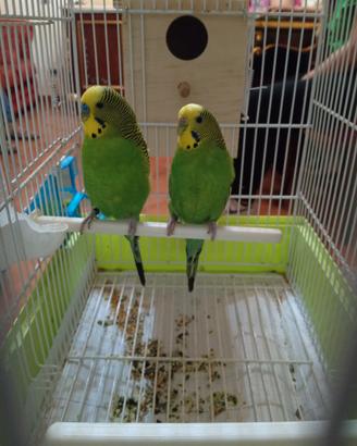 Cocoriti riproduttori