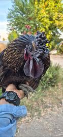 Gallo cemani