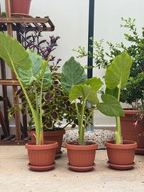 Alocasia, orecchie di elefante, musa