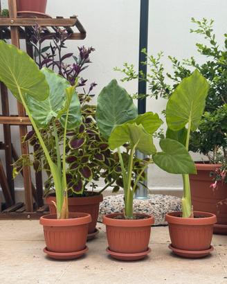 Alocasia, orecchie di elefante, musa