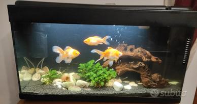 Acquario 100 lt avviato